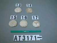 藏品(芋螺貝)的圖片